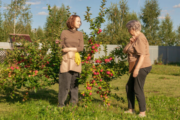 women meet and discuss the apple harvest