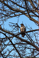 Young eagle sitting on branch