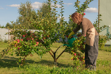 woman fertilizing apple tree