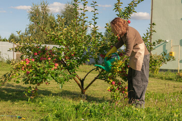 woman fertilizing apple tree