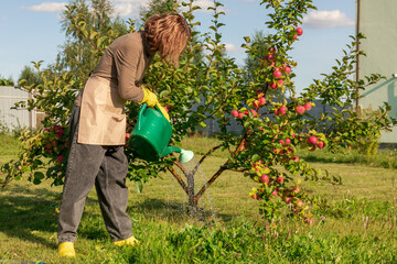 woman fertilizing apple tree
