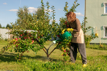 woman fertilizing apple tree