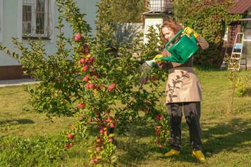 woman fertilizing apple tree
