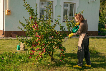 woman fertilizing apple tree
