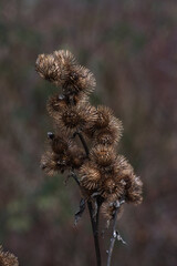 closeup of common burdock bur (Arctium minus)
