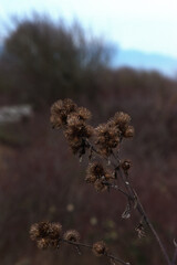 closeup of common burdock bur (Arctium minus)