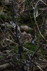 closeup of common burdock bur (Arctium minus)