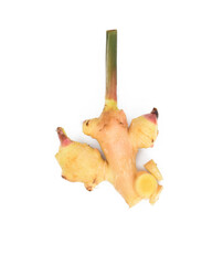 Fresh galangal isolated on transparen png.