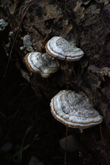 Large cluster of Turkey Tail mushrooms (trametes versicolor)
