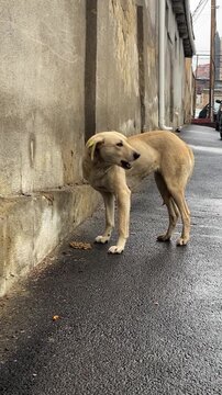 Skinny stray dog with a tag on its ear scavenging for scraps on the wet ground of a grimy urban alley. Illustrating the harsh realities of animal abandonment. Destitution. And the fight to stay alive