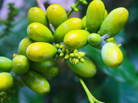 Gnetum gnemon yellow fruits on tree branch. Raw melinjo seeds for traditional Asian snack and healthy organic vegetable ingredient in tropical agriculture garden.
