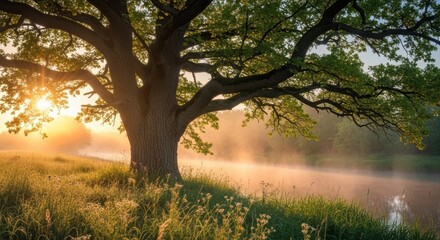 Fototapeta premium Majestic Oak Tree Sunrise Mist River Landscape