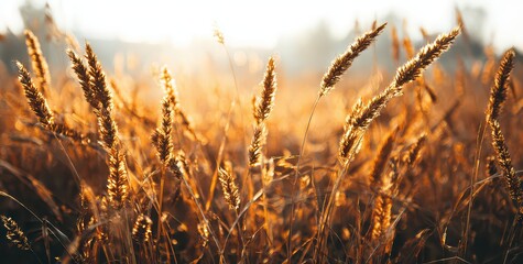 Golden Wheat Field Shines in the Sunlight Warmly at Sunset with Blurry Background and Natural Beauty Creating a Relaxing Atmospheric Image