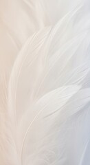 Obraz premium Soft White Feathers Background Gentle Texture