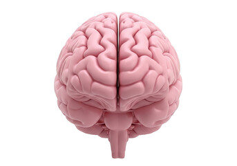 Top view of a realistic 3d rendered human brain showing the cerebrum hemispheres and cerebellum isolated on transparent background