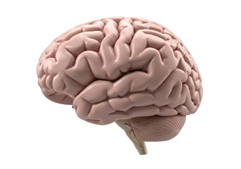 Realistic 3d rendering of a human brain side view isolated on transparent background, illustrating complex structure and convolutions of the cerebrum