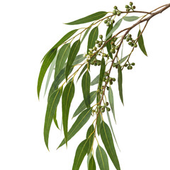 Fototapeta premium Eucalyptus branch with green leaves and buds isolated on transparent background