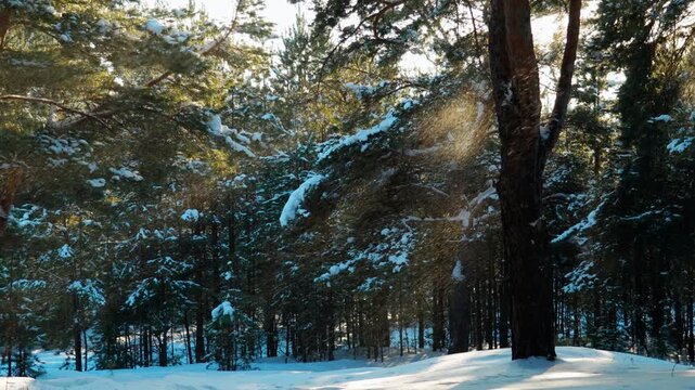 Snow flies off the branches of trees in a winter forest, and snowflakes sparkle in the sun. Fabulous natural landscape.