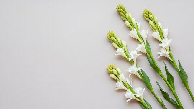 Flat lay tuberose flowers with ample copy space