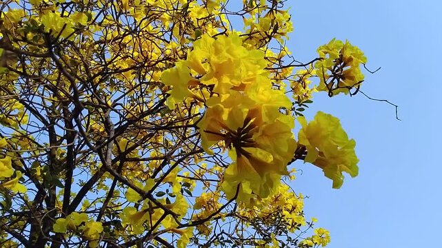 Tabebuia chrysotricha yellow flowers with blue sky vdo 