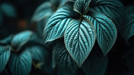 Close Up of Blue Green Textured Leaves with Detailed Veins in Natural Light against Blurred Dark Green Background Nature Botanical