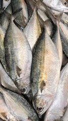 Obraz premium fresh fish on ice