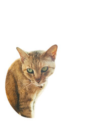 Fototapeta premium funny cat reaction meme