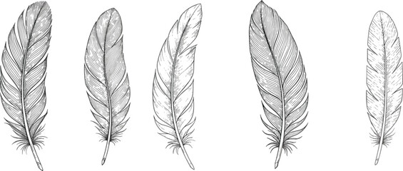 Hand-drawn feather illustration set in vintage engraving style © MdAbdul