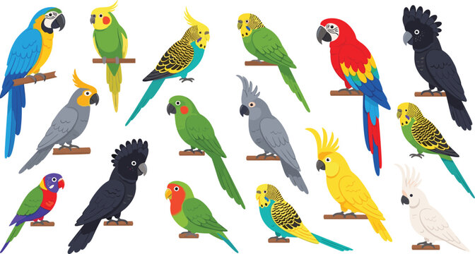 Parrot species vector illustration set featuring macaws cockatoos budgerigars lovebirds and tropical pet birds perched on branches collection