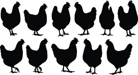 Collection of Hen and Chicken Silhouette Vector Illustration Set, Farm Animals for Poultry Industry Agriculture Countryside Nature and Organic Food Design © Salam Creatives