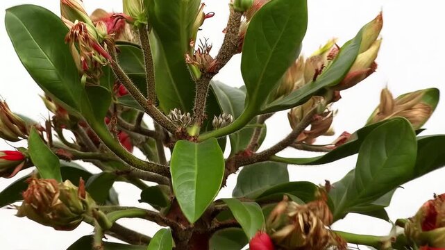 Plant's colorful flowers fading dropping revealing strong intricate branch structure with leathery leaves bearing silver-edged seeds