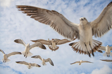 Obraz premium Sea gull with beak and feather. Laughing Gull. Seagull sitting outdoor. Laughing seagull at the sea. Seagull near water. Sea gull bird. Fauna and nature. Seagull bird observing the water. Coastal bird