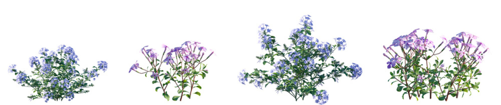 Set of Plumbago auriculata and Phlox stolonifera  flowering frontal isolated png on a transparent background perfectly cutout