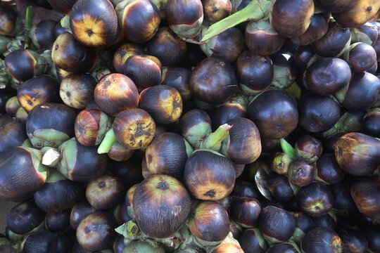 harvested Palmyra palm or ice apple in the farm