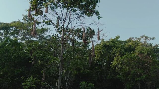 Drone descends smoothly while keeping the oropendola tree centered, revealing hanging nests and branches from a cinematic elevated viewpoint.