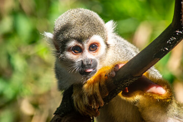 Obraz premium A close-up of a playful squirrel monkey perched on a branch in Ukumarí Park, Pereira, Colombia, showcasing wildlife conservation efforts.