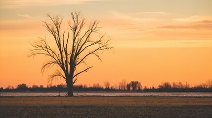 Obraz premium Silhouette of Bare Tree Against Vivid Orange Sunset Sky Over Field During Evening in Rural Landscape With Warm Glow and Peaceful Atmosphere