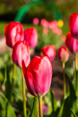 Fototapeta premium Red tulips bloom in spring outdoors in the rays of the setting sun