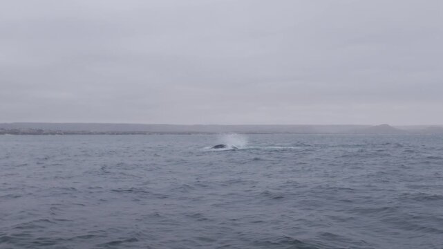 Wide shot of a humpback whale performing tail slaps at the ocean surface, with its hump visible and coastal surroundings near Los &Oacute;rganos, Piura.