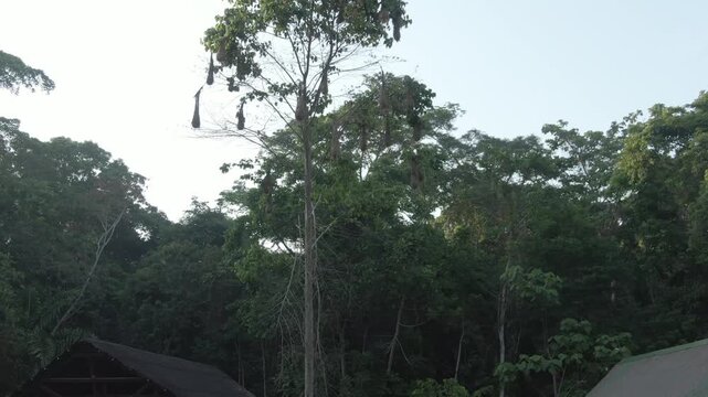 Drone footage descending toward a rainforest tree filled with hanging oropendola nest.