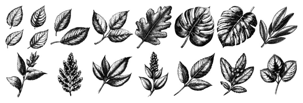 Large collection of detailed botanical leaf sketches and vintage engraving illustrations