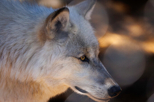 A photo of a wolf at Zollman Zoo in Olmsted County, Minnesota.