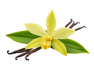 Elegant vanilla orchid in dramatic black backdrop, yellow-green petals and green leaves highlighting natural luxury and refined sophistication
