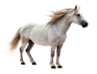 Obraz premium Elegant White Horse with Flowing Mane and Tail Against Minimalist Gray Background Symbolizing Freedom and Grace