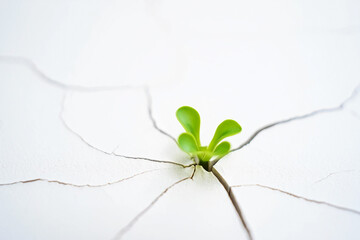 Broken plan fixed plan Tiny green sprout emerges from cracked white surface plant
