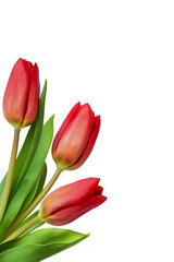 Naklejka premium Red tulip flowers in a corner arrangement solated on white or transparent background for spring holidays