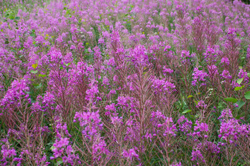 Fototapeta premium Fireweed growing in Alaska