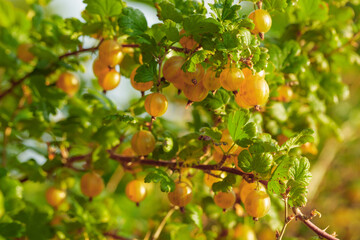 Close-up of ripe yellow gooseberry. © Igor Normann