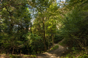 Obraz premium A narrow dirt trail curves into dense green woodland on Mount Daimonji near Kyoto, with sunlight filtering through tall trees and casting dappled shadows across the lush undergrowth.