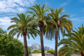 Palm trees against Serra de Tramuntana mountains in Mallorca
